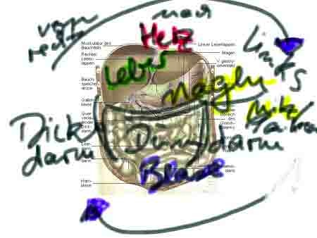 Bauchmassage und Kinesiologie